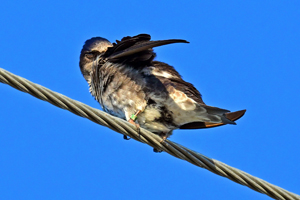 Purple Martin